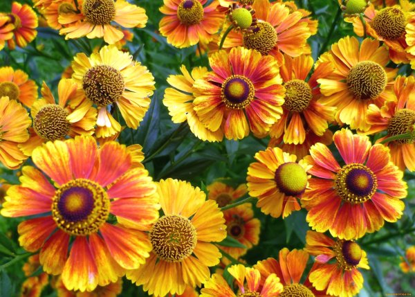 Гайлардия Монтана многолетняя