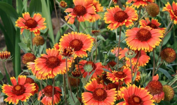 Гайлардия Восточная