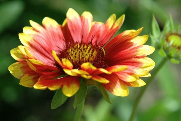 Гайллардия гибридная Бремен