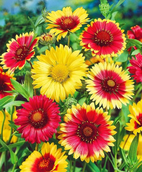Гайлардия многолетняя низкорослая