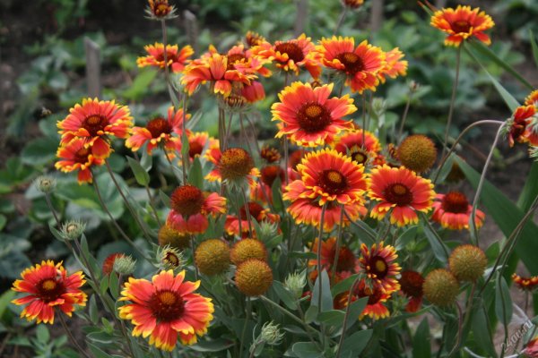 Гайлардия остистая Гелиос