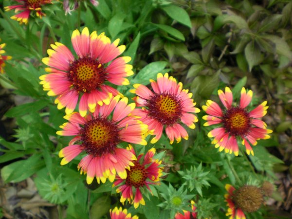 Гайлардия остистая