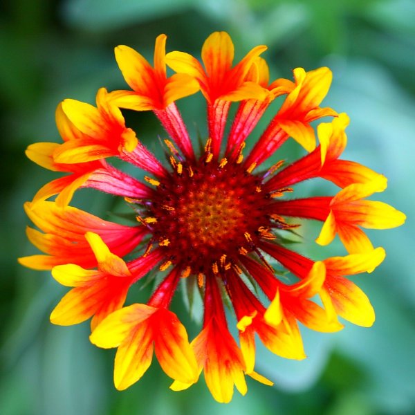 Гайлардия aristata