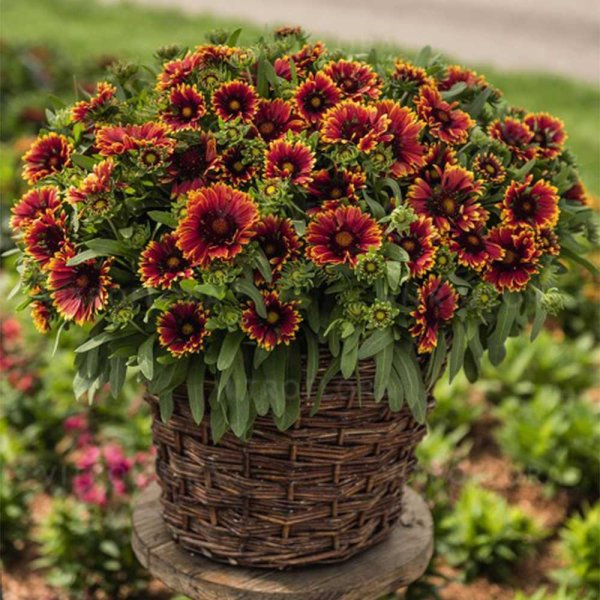 Гайлардия остистая Аризона ред Шейдс