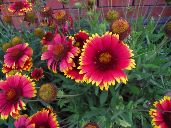 Гайлардия остистая