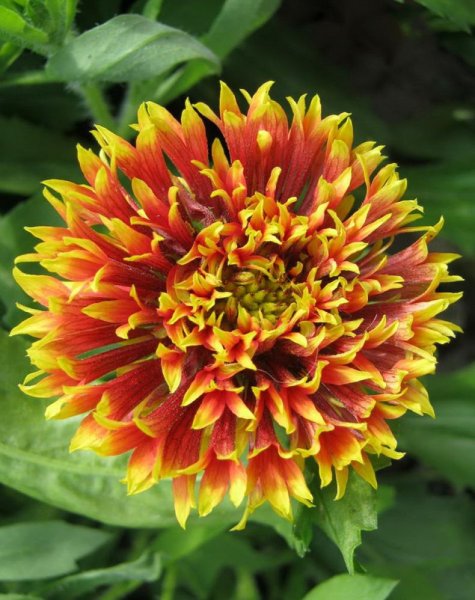 Гайлардия Монтана многолетняя