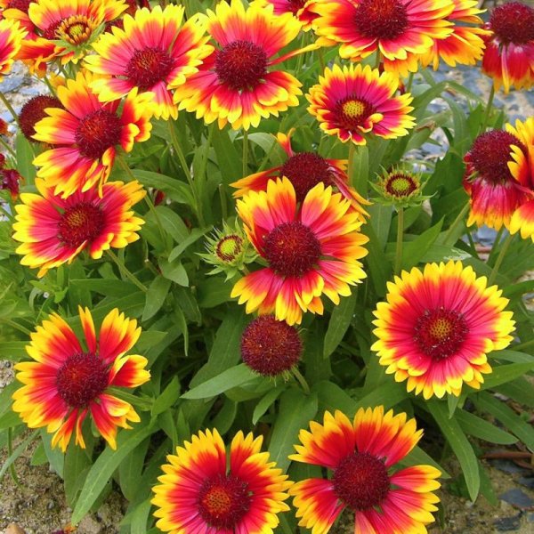 Гайлардия остистая многолетняя