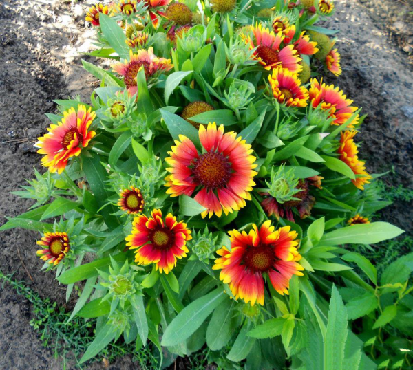 Гайлардия грандифлора