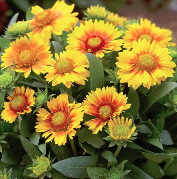 Гайлардия Монтана