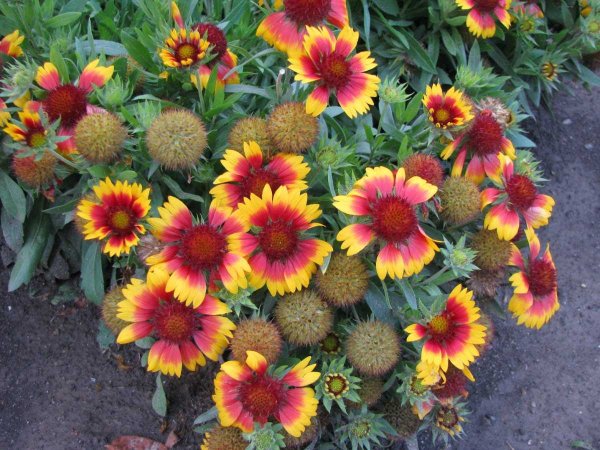 Гайлардия бургунди многолетняя