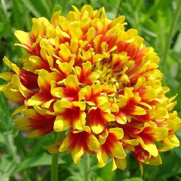 Гайлардия грандифлора