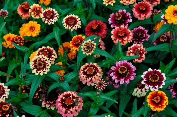 Цветок гайлардия Аризона Сан