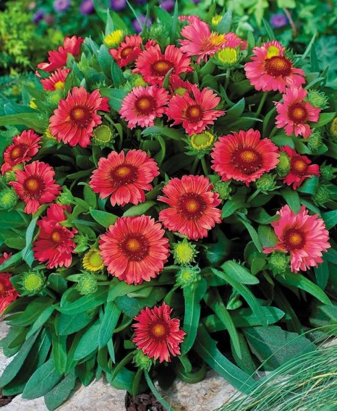 Гайлардия Аризона ред Шейдс