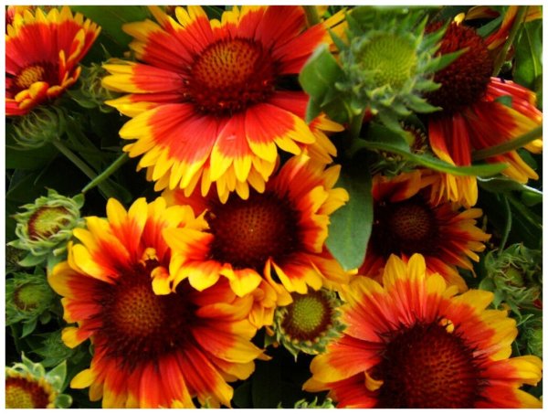 Гайлардия аристата