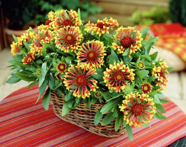 Гайлардия Кобольд