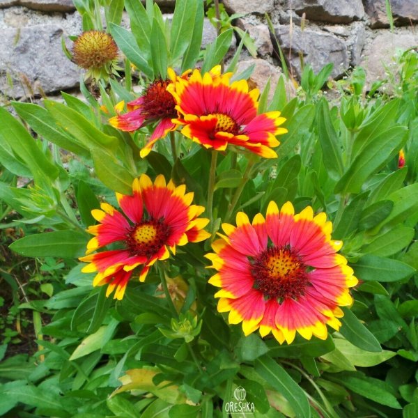 Гайлардия Меза ред высота