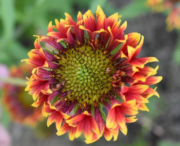 Гайлардия гибридная Аризона ред Шейдз (с2)