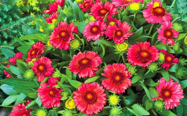 Гайлардия остистая золотистая