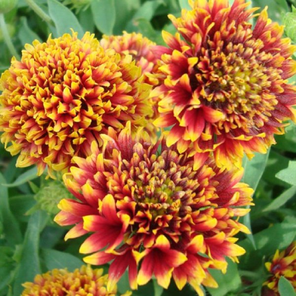 Гайлардия остистая