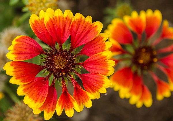 Гайлардия остистая