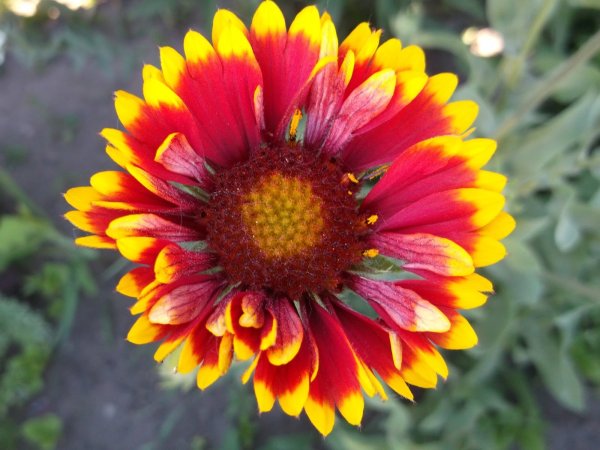 Гайлардия бургунди
