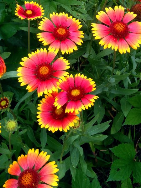 Гайлардия остистая многолетняя