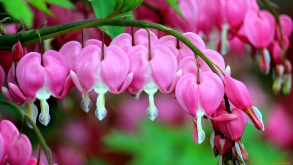 Цветок дицентра великолепная