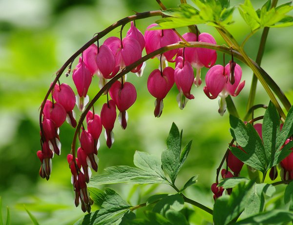 Дицентра великолепная дицентра