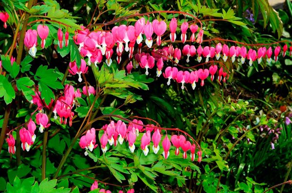 Дицентра великолепная дицентра