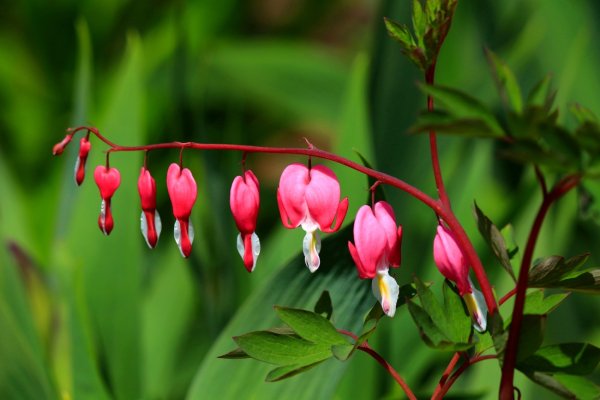 Цветок дицентра великолепная
