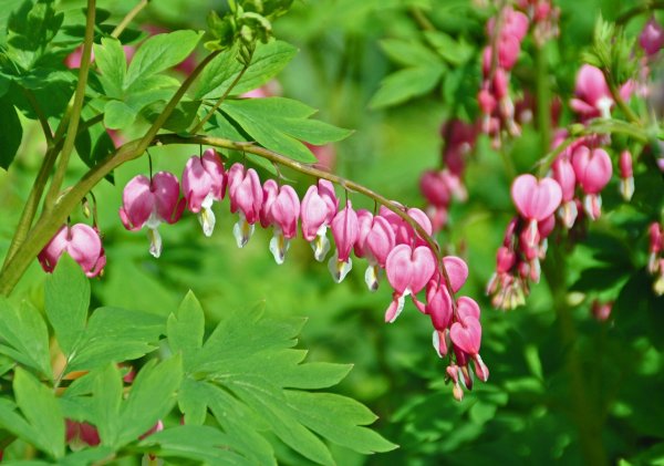 Дицентра карликовая