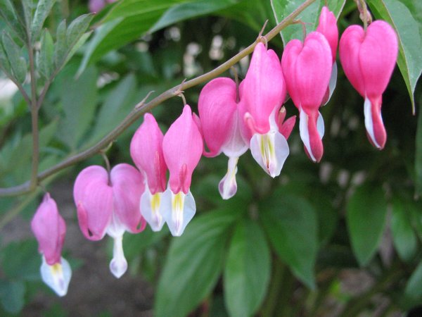 Дицентра "конфетное сердце"