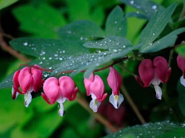 Цветок дицентра Золотая лоза