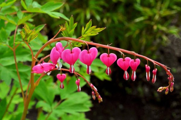 Дицентра цветок