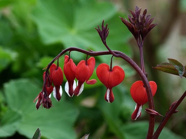 Дицентра великолепная Валентина
