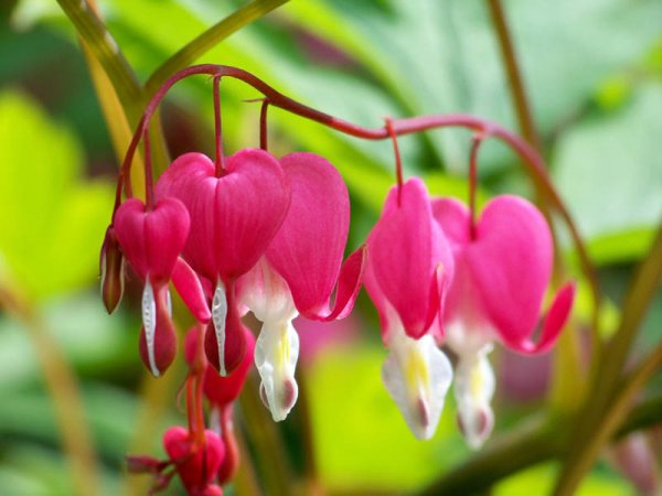 Дицентра Золотая лоза