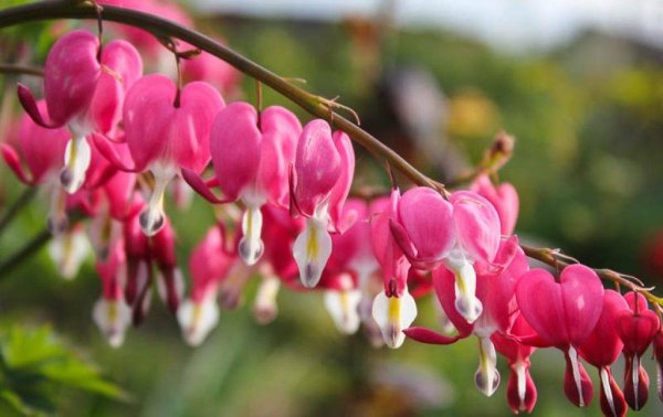 Растение дицентра фото