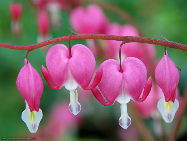 Дицентра цветок