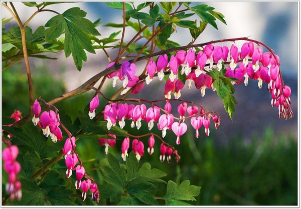 Дицентра великолепная дицентра