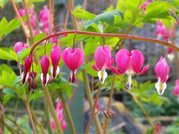 Дицентра канадская