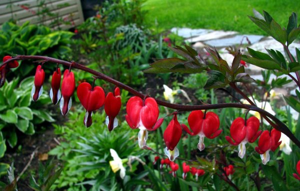 Дицентра цветок разбитое сердце