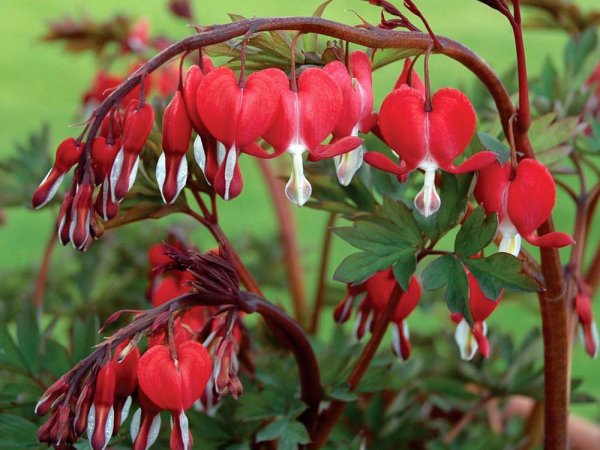 Дицентра Золотая лоза