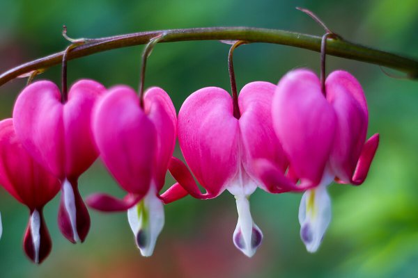 Дицентра великолепная разбитое сердце