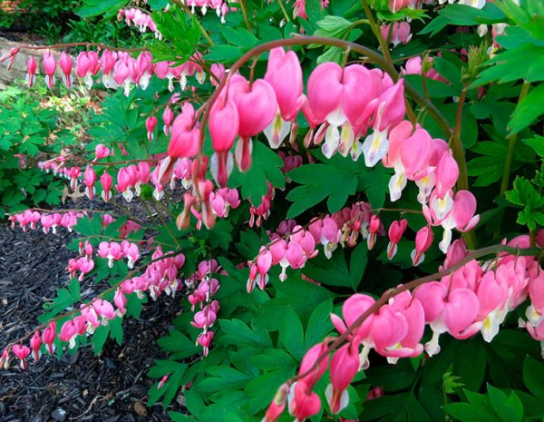 Дицентра цветок разбитое сердце