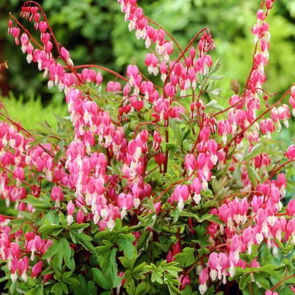 Дицентра великолепная розовая