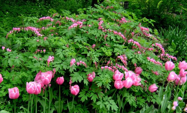 Дицентра превосходная