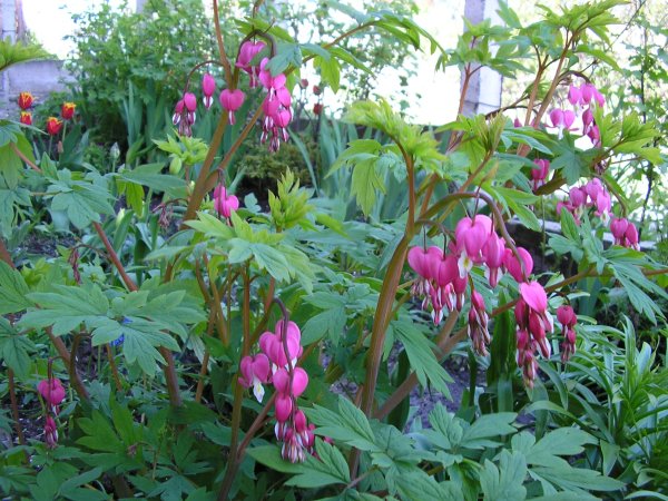 Дицентра канадская