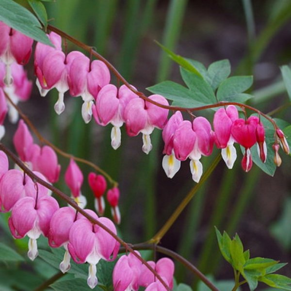 Дицентра золотистоцветковая (Dicentra chrysantha)