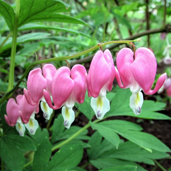 Дицентра "конфетное сердце"