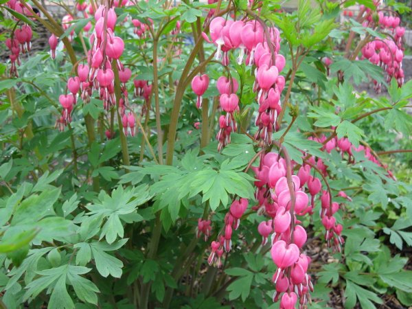 Дицентра Спектабилис